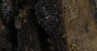 40,000 Bees Found Behind Bedroom Wall in Provo – Video