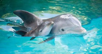 Dozens of dolphins killed, taken captive in Taiji, Japan