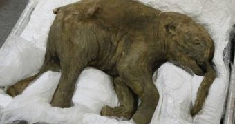 Baby mammoth is the world's most complete preserved specimen