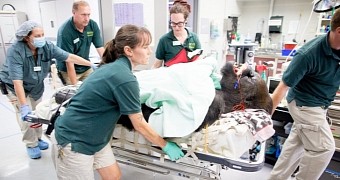 425-Pound (193-Kilogram) Gorilla with a Runny Nose Undergoes Sinus Surgery