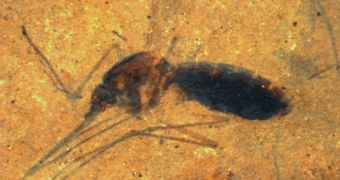 Researchers find that the 46-million-year-old remains of a mosquito contain traces of blood