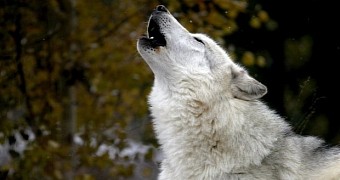 464 people howl like wolves in unison to set new world record