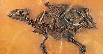 These horse remains are 47 million years old