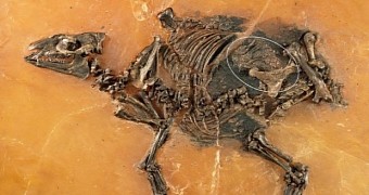 48-Million-Year-Old Horse Fetus Unearthed in Germany