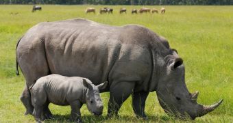 668 South African rhinos were killed by poachers in just 12 months' time