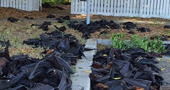 5,000 bats died in New South Wales this past weekend