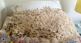 5,000 Wasps Build a Nest Inside Woman's Bedroom