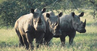 5 soldiers die while protecting rhinos in South Africa