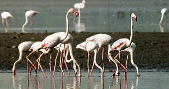 5 Things about Flamingos