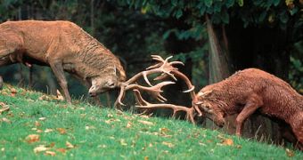 Red deer stags fighting