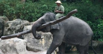 Elephant logging in India