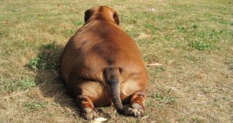 5-Year-Old Dachshund Weighs 70 Pounds (31,74 Kilograms)