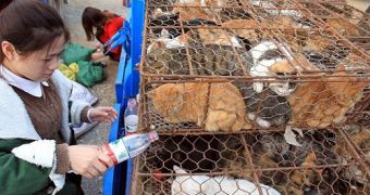 Chine police officers save 500 neglected cats from being served as food