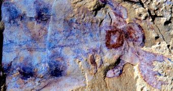 520-million-year-old fossilized remains unearthed in China belong to one of the world's first predatory animals