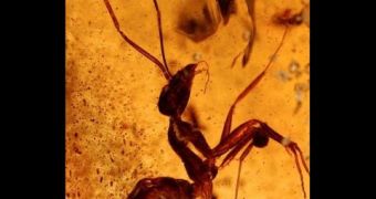 This ant was trapped more than 50 million years ago and is still in a comparatively good shape.