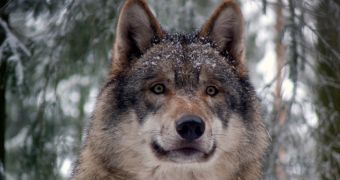 Russian woman kills wolf using nothing but her bare hands and an axe