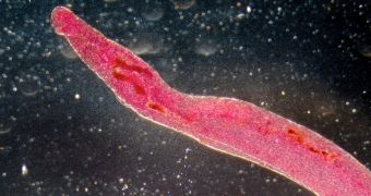 Schistosoma worm as seen with the help of a microscope