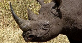 Black rhino head with pointed lip