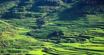 Rice terraces in Asia