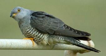 6 Things about Cuckoos and Roadrunners