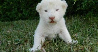 6 white lion cubs were born at a safari park in Germany