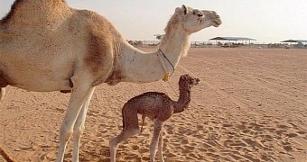 Injaz and its surrogate mother, pictured a week after the camel's birth in 2009