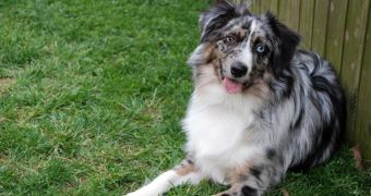 60 Australian shepherds rescued from suspected puppy mill in North Carolina, US