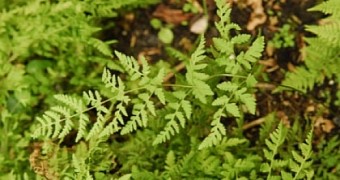 60 Million Years After Breaking Up, Ferns Have a Baby Together