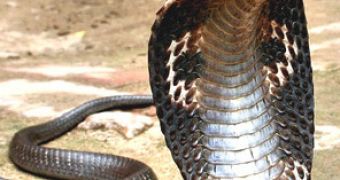 600 cobras are rescued by authorities in Thailand