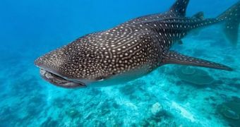 Factory in China said to kill 600 whale sharks each year