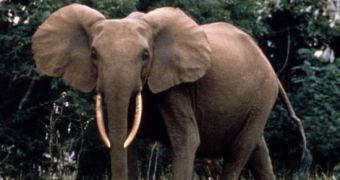 Africa's forest elephants run the risk of becoming extinct in less than a decade, researchers claim