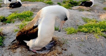 Meet Wisdom, possible the world's oldest Laysan albatross