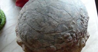 Hundreds of dinosaur eggs were found at the same location in an Indian state