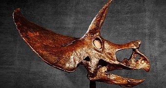 66-Million-Year-Old Dinosaur Head Could Fetch $1.8M (€1.6M) at Auction