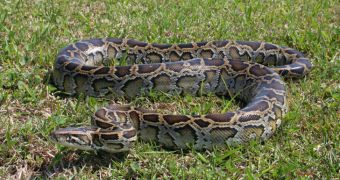68 Burmese pythons were found and killed in Florida