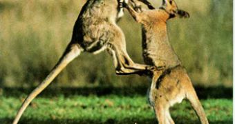 Kangaroo males involved in a "kickboxing" round