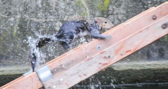 Squirrel falls in a pond, gets rescued by firefighters