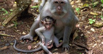 Monkeys attack village in Indonesia