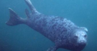 Diving gray seal (Halichoerus grypus)