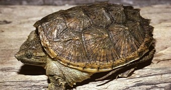 Common snapping turtle taken into police custody in California, US