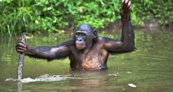 Researchers say the bonobos have lost a large portion of their habitat in Congo