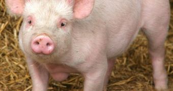 UK's pig seed will be exported to China