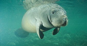 Record-breaking number of manatees have died in Florida this year