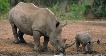 Poachers in South Africa slaughtered 790 rhinos since the beginning of this year until October 25