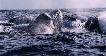 Group of humpback whale males competing for sex