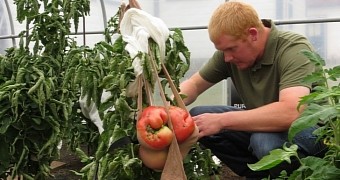 8.41-pound tomato grown by man in Minnesota, US