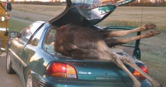 Who could survive such a moose encounter?