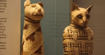 Archaeologists unearth roughly 8 million mummified animals near Cairo