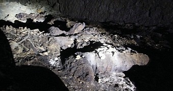8 Million Mummified Dogs and Puppies Found in Catacomb in Egypt