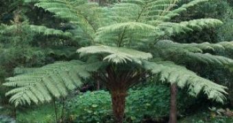 Dicksonia, one of the largest tree ferns